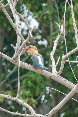 Stork-billed Kingfisher