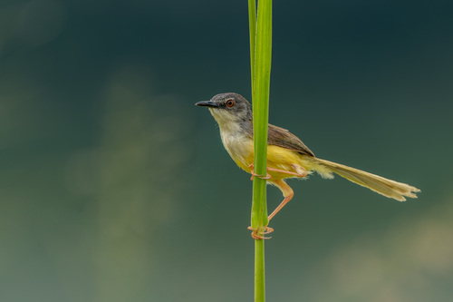 Yellow-bellied Prinia