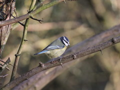Cyanistes caeruleus