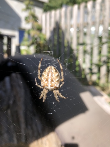 Cross Orbweaver