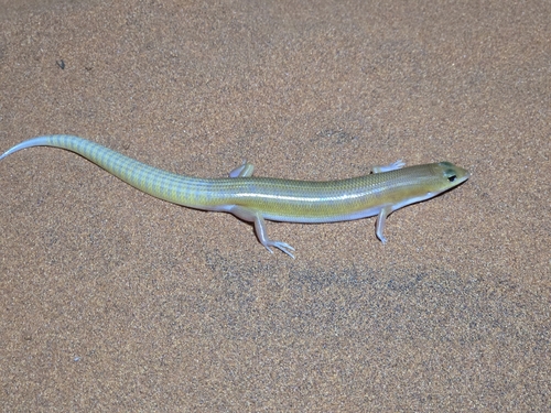 Ghost Skink