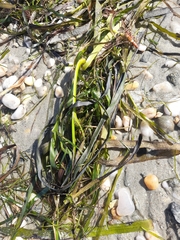 Zostera marina, photograph (c) Flavien Saboureau, some rights reserved (CC BY)