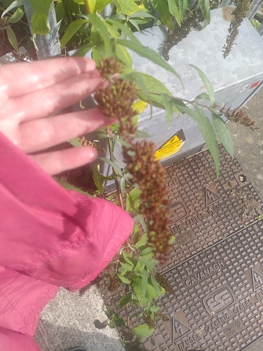 Butterfly bush