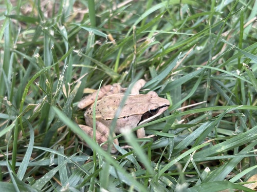 Wood Frog