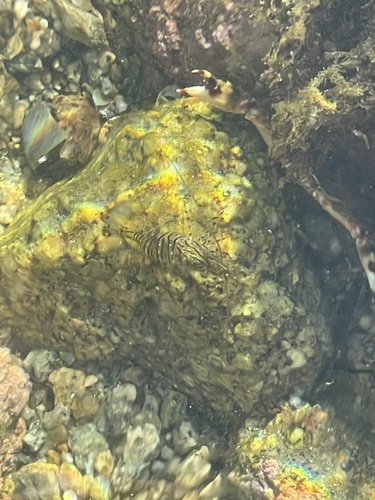 Palaemon pacificus observed 2026-09-19