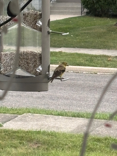 American Goldfinch