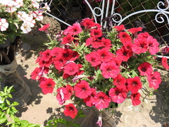 Petunia × atkinsiana