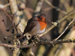Erithacus rubecula