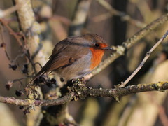Erithacus rubecula