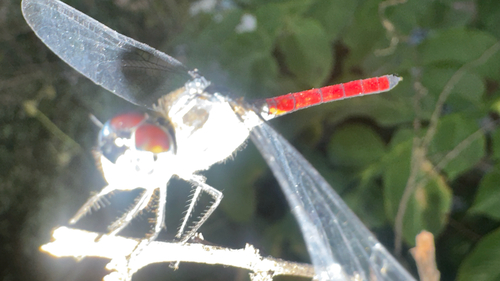 Asian Blood Tail