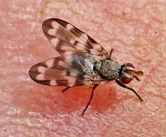 Otitini