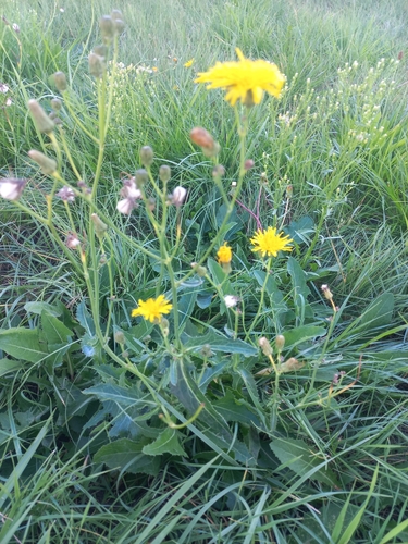 Perennial Sow Thistle