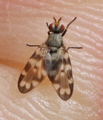 Otitini