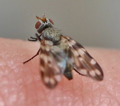 Otitini