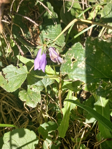Creeping Bellflower