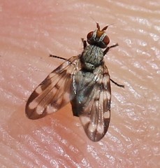 Otitini