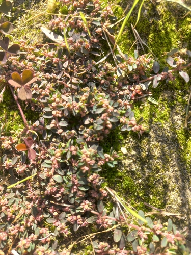 Spotted spurge