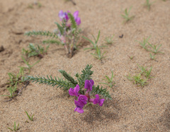 Oxytropis lanata