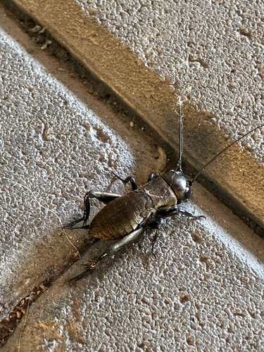 European Field Cricket
