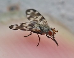 Otitini