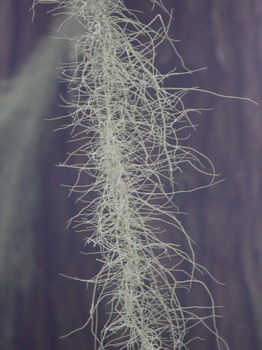 Dolichousnea longissima, 2026-09-18