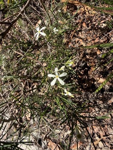 Ricinocarpos pinifolius, photograph 3