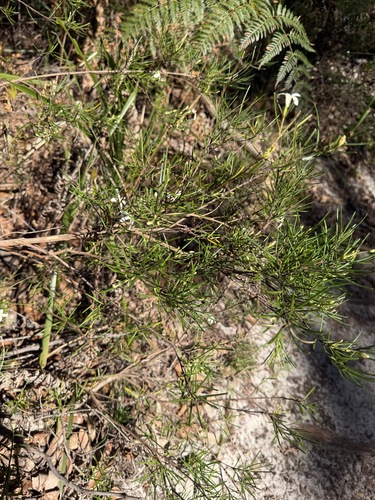 Ricinocarpos pinifolius, photograph 4