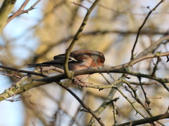 Fringilla coelebs