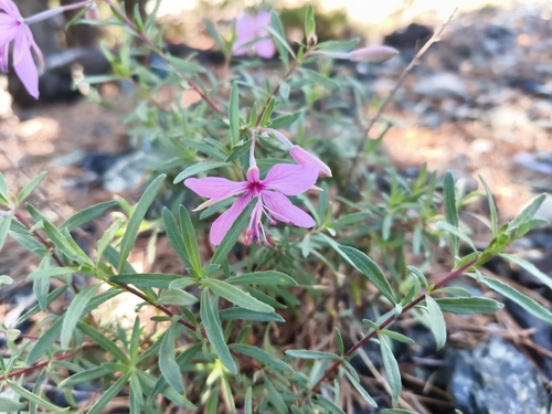 Rosemary-leaved Willowherb