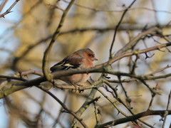 Fringilla coelebs