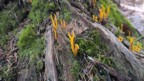 Jelly-antler