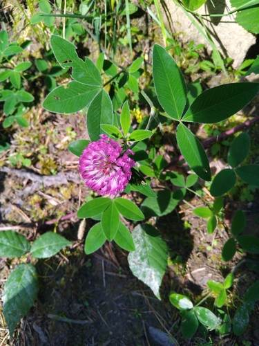 Zigzag Clover