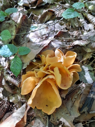 hare's ear