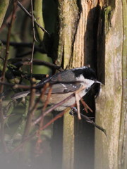 Periparus ater