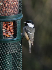 Periparus ater