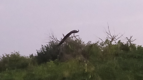 Indian Peafowl