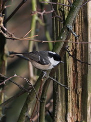 Periparus ater
