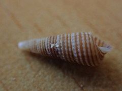 Cacozeliana granarium