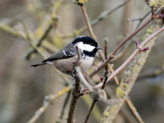 Periparus ater