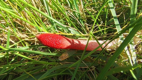 red stinkhorn