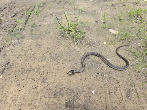 Aesculapian Snake