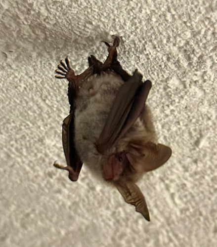 Bechstein's bat