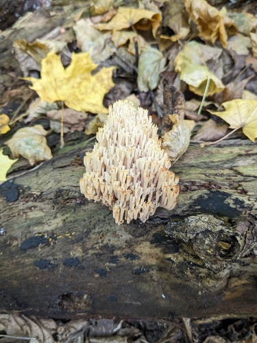 crown-tipped coral fungus