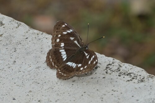 Limenitis helmanni