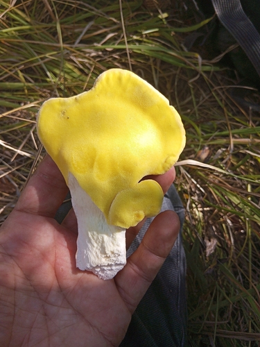 chicken of the woods