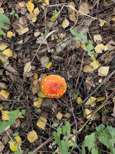 Fly Agaric