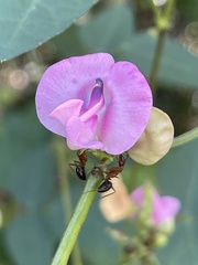 Strophostyles umbellata, photograph author not stated, no rights reserved