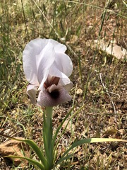 Iris lortetii