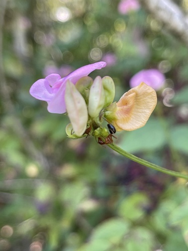 Strophostyles umbellata, photograph 6