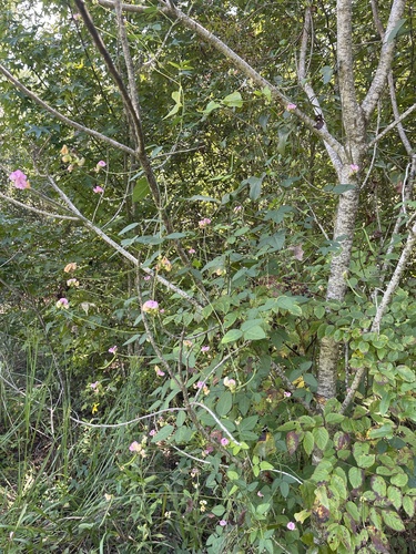 Strophostyles umbellata, photograph 4